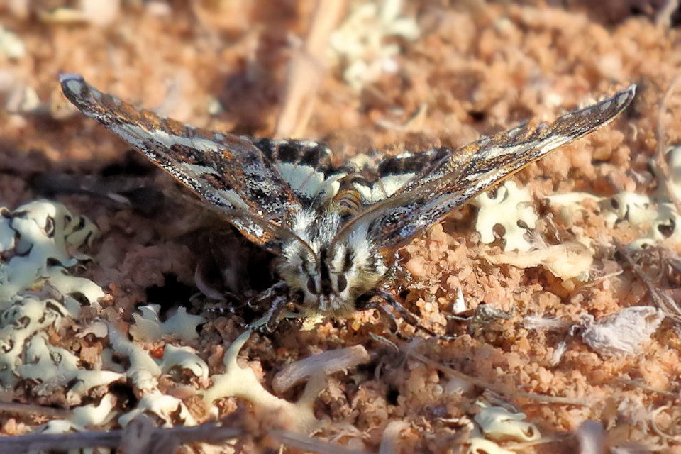 Pasture Day Moth (Apina callisto) (Apina callisto)